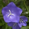 Artikelbild 3 des Artikels “Pfirsichblättrige-Glockenblume “