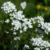 Artikelbild 3 des Artikels “Wiesenschaumkraut “