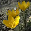 Artikelbild 3 des Artikels “Garten-Krokus gelb “
