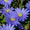 Artikelbild 3 des Artikels “Strahlen-Anemone, Farbmischung “