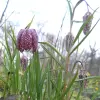 Artikelbild 3 des Artikels “Schachblume “