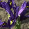 Artikelbild 3 des Artikels “Zwerg-Iris blau “