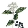 Artikelbild 3 des Artikels “Heckenkirsche “
