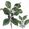 Artikelbild 3 des Artikels “Faulbaum “