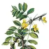 Artikelbild 3 des Artikels “Erbsenstrauch “