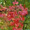 Artikelbild 3 des Artikels “Wilder Engelmanns-Wein “