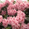 Artikelbild 3 des Artikels “Rhododendron, Inkarho®, rosa “
