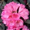 Artikelbild 3 des Artikels “Alpenrose, grün-rot-laubig “