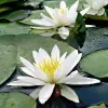 Artikelbild 3 des Artikels “Seerose Hermine “