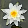 Artikelbild 3 des Artikels “Seerose Gladstoniana “