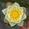 Artikelbild 3 des Artikels “Seerose Pygmaea Helvola “