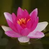 Artikelbild 3 des Artikels “Seerose Laydekeri Fulgens “