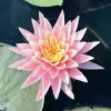 Artikelbild 3 des Artikels “Seerose Sunny Pink “