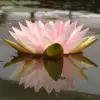 Artikelbild 3 des Artikels “Seerose Hollandia “