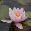 Artikelbild 3 des Artikels “Seerose Mary Patricia “