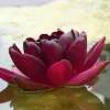 Artikelbild 3 des Artikels “Seerose Black Princess “