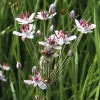 Artikelbild 3 des Artikels “Schwanenblume “