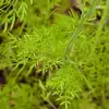 Artikelbild 3 des Artikels “Wasser-Fenchel “