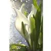 Artikelbild 3 des Artikels “Scheincalla, weiß “