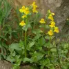 Artikelbild 3 des Artikels “Gauklerblume, gelb “