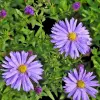 Artikelbild 4 des Artikels “Herbstkissen-Aster, blauviolett “