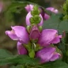 Artikelbild 4 des Artikels “Schlangenkopf, rosa “