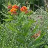 Artikelbild 4 des Artikels “Seidenblume “