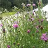Artikelbild 4 des Artikels “Wiesen-Flockenblume “