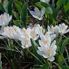 Artikelbild 4 des Artikels “Garten-Krokus weiß “