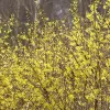 Artikelbild 4 des Artikels “Forsythie, Goldglöckchen “