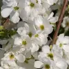 Artikelbild 4 des Artikels “Prunkspiere “