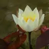 Artikelbild 4 des Artikels “Seerose Pygmaea Helvola “