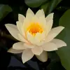 Artikelbild 4 des Artikels “Seerose Inner Light “