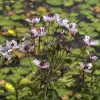 Artikelbild 4 des Artikels “Schwanenblume “