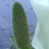 Artikelbild 4 des Artikels “Scheincalla, weiß “