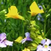 Artikelbild 4 des Artikels “Gauklerblume, gelb “