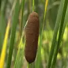 Artikelbild 4 des Artikels “Natur-Teichpflanzen 75 “