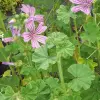 Artikelbild 5 des Artikels “Wilde Malve “