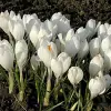 Artikelbild 5 des Artikels “Garten-Krokus weiß “