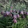 Artikelbild 5 des Artikels “Schachblume “