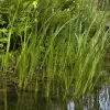 Artikelbild 5 des Artikels “Natur-Teichpflanzen 175 “