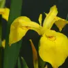 Artikelbild 6 des Artikels “Natur-Teichpflanzen 75 “