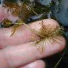 Artikelbild 6 des Artikels “Natur-Teichpflanzen 175 “
