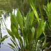 Artikelbild 9 des Artikels “Natur-Teichpflanzen 75 “