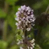 Artikelbild 9 des Artikels “Natur-Teichpflanzen 175 “