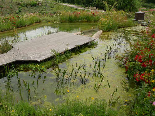 Filtergraben: Klares Wasser im Gartenteich