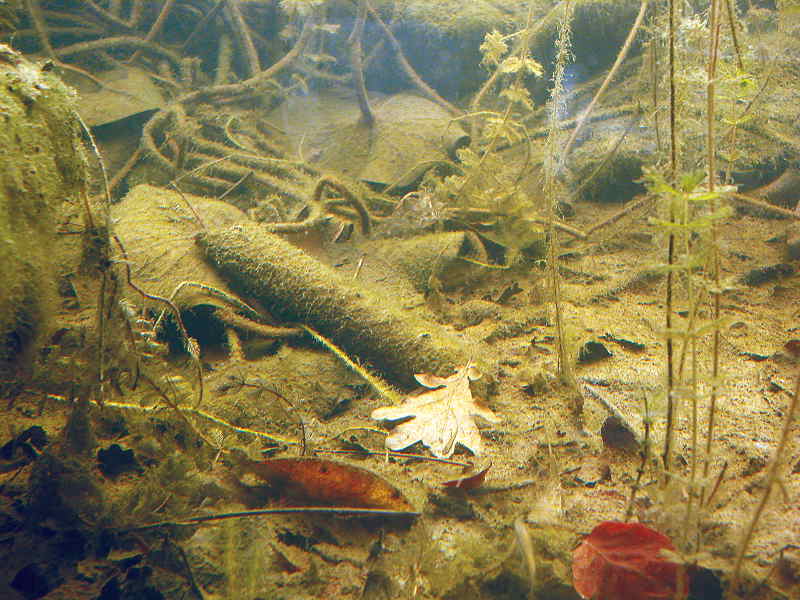 Sedimente im Teich