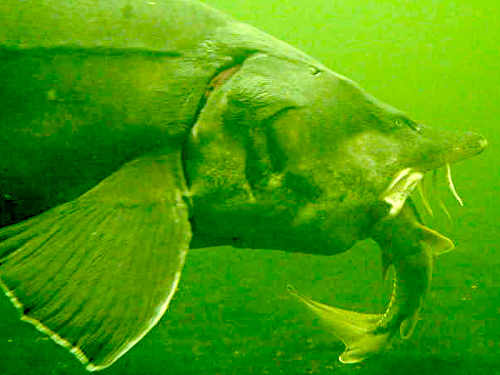 Riesenfisch auf der Jagd - 2 m langer Stör nimmt das Maul zu voll