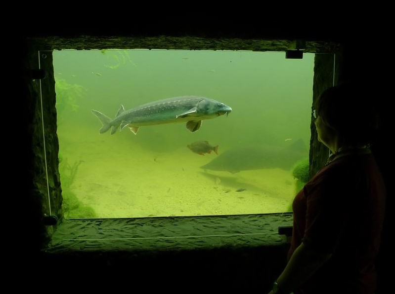 Teichfenster - Einblicke in die Unterwasserwelt