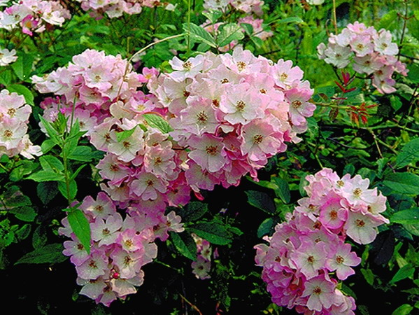 Rosen-Vielfalt: Farbe im Garten für viele Jahre!